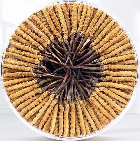 伊宁市冬虫夏草回收